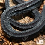 ug_dragon_snake_3.jpg