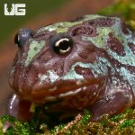 ug_baby_nebula_pacman_frog_4.jpg