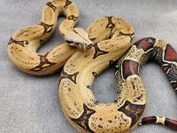 Pulcappa1.jpg