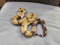 Pulcappa3.jpg