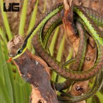 ug_Elegant_Bronzeback_Snake_5.jpg