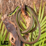 ug_Elegant_Bronzeback_Snake_3.jpg