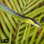 ug_Elegant_Bronzeback_Snake_2.jpg