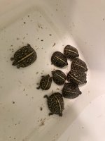CB 2024 Florida Box Turtles.jpg