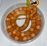 IMG_8841.jpeg
