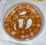 IMG_8838.jpeg