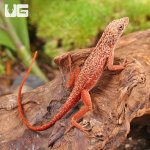 ug_Gold_Dust_Cherry_Anole_3.jpg