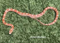 Amel Motley.png