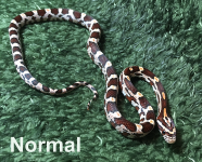 Nornal copy 2.png