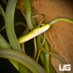 ug_new_florida_rough_green_snake_2.jpg