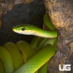 ug_new_florida_rough_green_snake_1.jpg