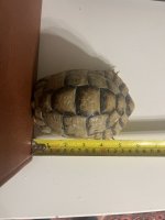 IMG_5100.jpeg