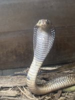 IMG_0601.jpeg