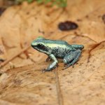 ug_CB_Mint_Terribilis_Dart_Frog_1.jpg