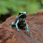 ug_CB_Mint_Terribilis_Dart_Frog_2.jpg