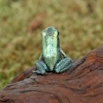 ug_CB_Mint_Terribilis_Dart_Frog_4.jpg