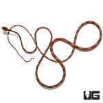 ug_baby_blunthead_tree_snake_2.jpg