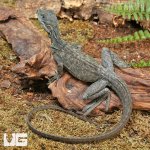 ug_Indo_Giant_Sailfin_4.jpg