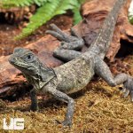 ug_Indo_Giant_Sailfin_3.jpg