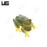 ug_granular_glass_frog_4.jpg