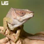 ug_short_horned_chameleon_3.jpg