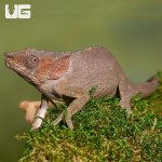 ug_short_horned_chameleon_2.jpg