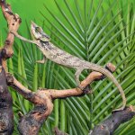 ug_Malthes_green_eared_chemeleon_2.jpg