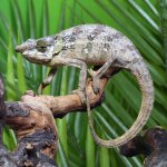 ug_Malthes_green_eared_chemeleon_3.jpg