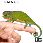 ug_bifidus_chameleon_3.jpg