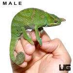 ug_bifidus_chameleon_2.jpg