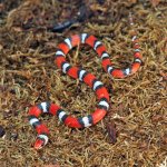 ug_Scarlet_Snake_1.jpg