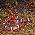 ug_Scarlet_Snake_2.jpg