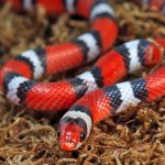 ug_Scarlet_Snake_4.jpg
