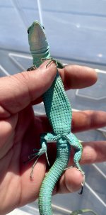 IMG_8701.jpeg