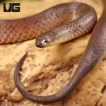 ug_Suriname_Ground_Snake_6.jpg