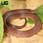 ug_Suriname_Ground_Snake_5.jpg