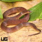 ug_Suriname_Ground_Snake_4.jpg