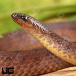 ug_Suriname_Ground_Snake_3.jpg