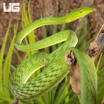ug_Green_Vine_Snake_4.jpg