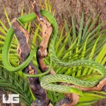 ug_Green_Vine_Snake_3.jpg