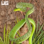 ug_Green_Vine_Snake_2.jpg