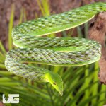 ug_Green_Vine_Snake_1.jpg