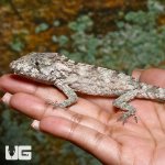ug_baby_cuban_false_chameleon_4.jpg