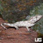 ug_baby_cuban_false_chameleon_3.jpg