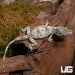 ug_baby_cuban_false_chameleon_2.jpg