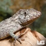 ug_baby_cuban_false_chameleon_1.jpg