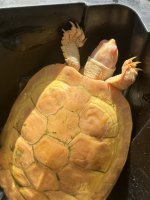 IMG_3156.jpeg