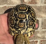 IMG_3126.jpeg