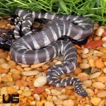 ug_Marine_FIle_Snake_5.jpg