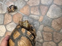 IMG_7645.jpeg